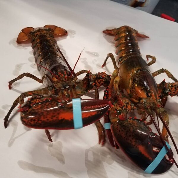 Live Lobsters