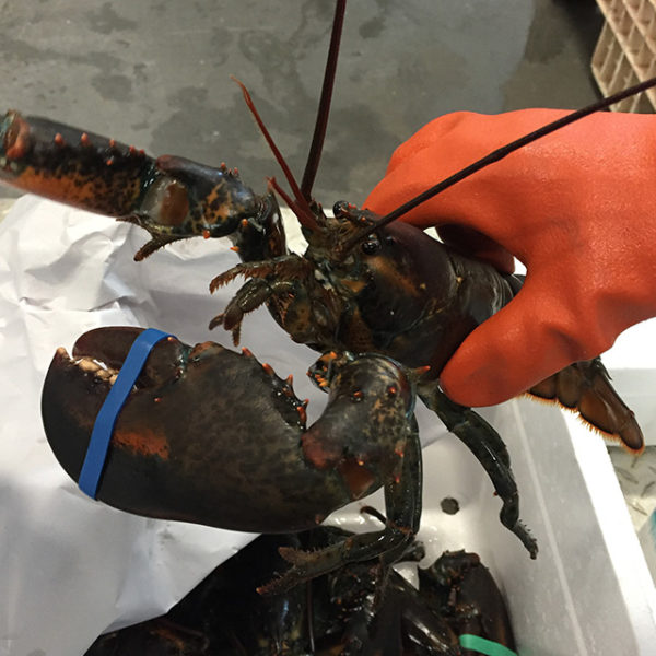 Live Lobster
