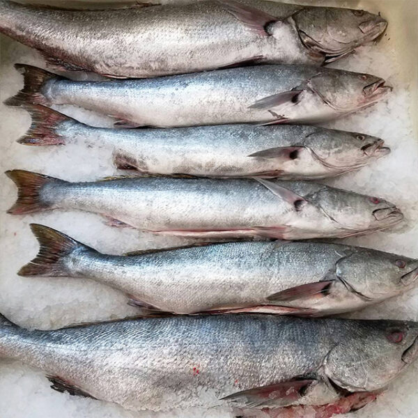 White Seabass