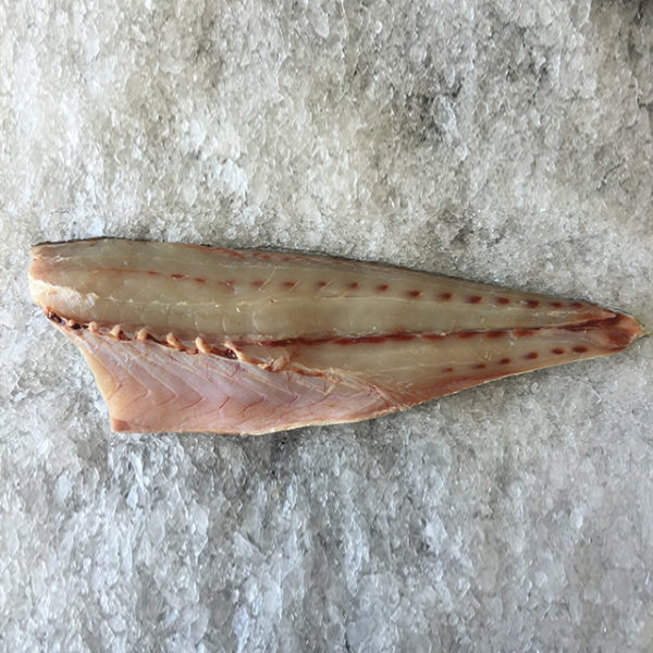White Seabass
