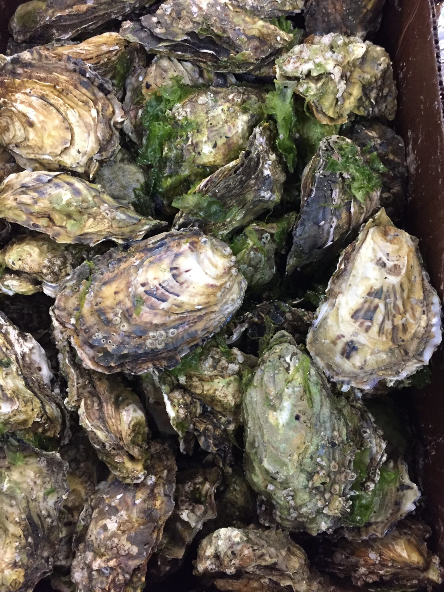 Fanny Bay Oysters, British Columbia (CAN) Royal Hawaiian Seafood