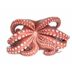 Gullo Octopus