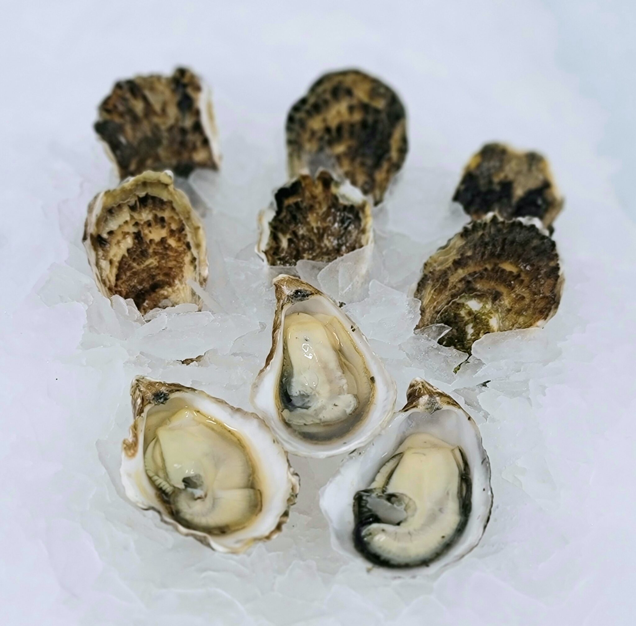 Kumamoto Oysters, CA Royal Hawaiian Seafood