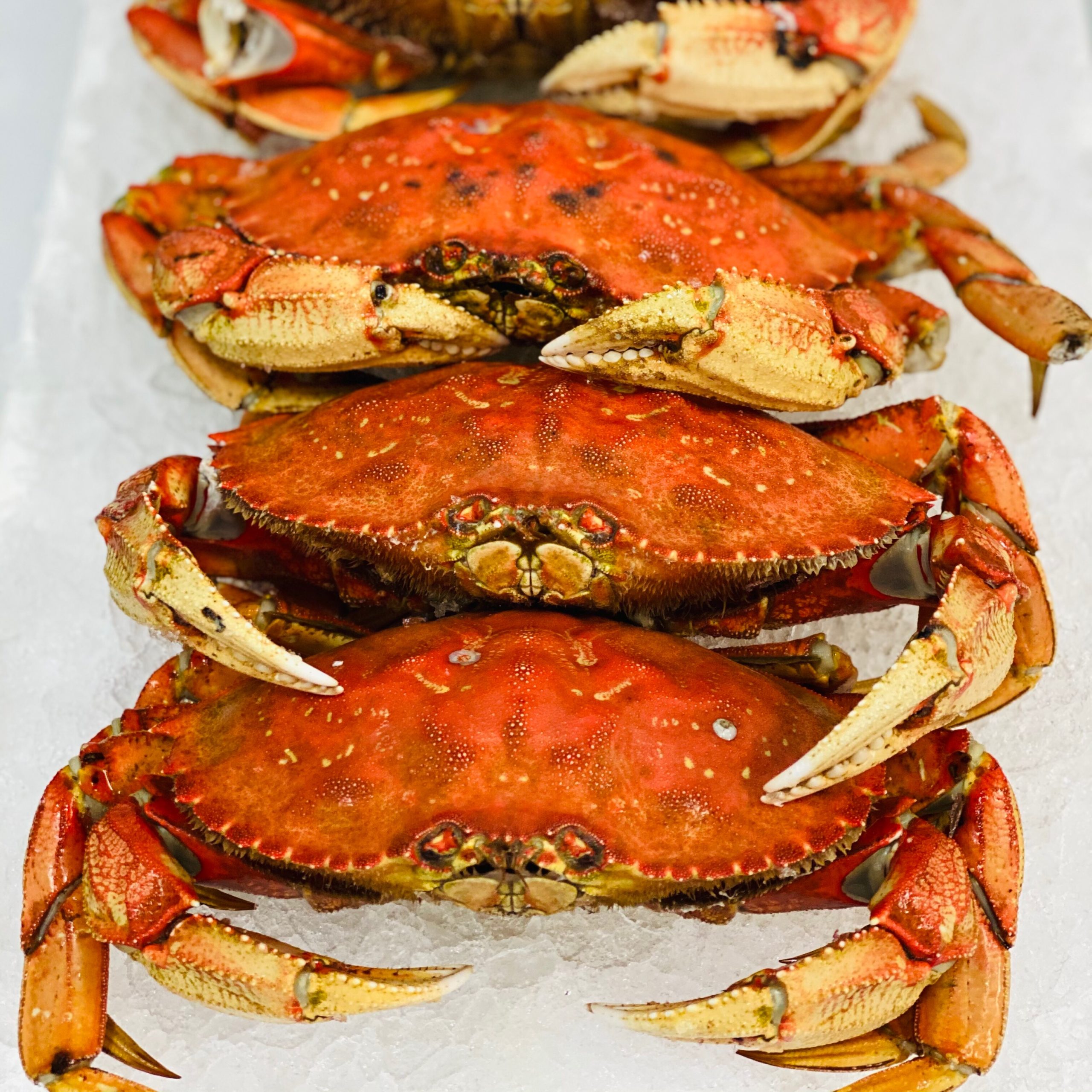 red crab seafood