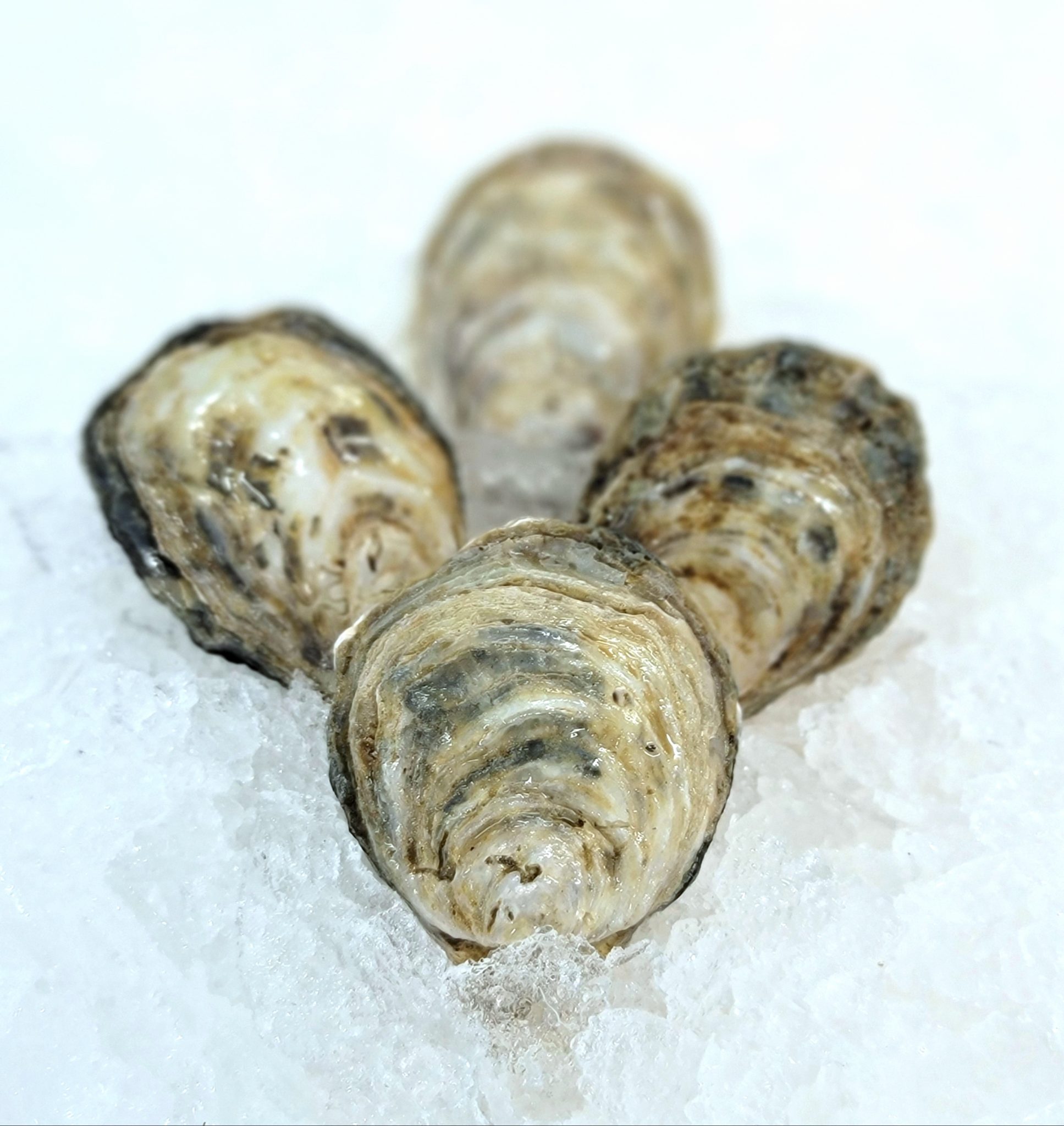 Kusshi Oysters, New Brunswick (CAN) Royal Hawaiian Seafood