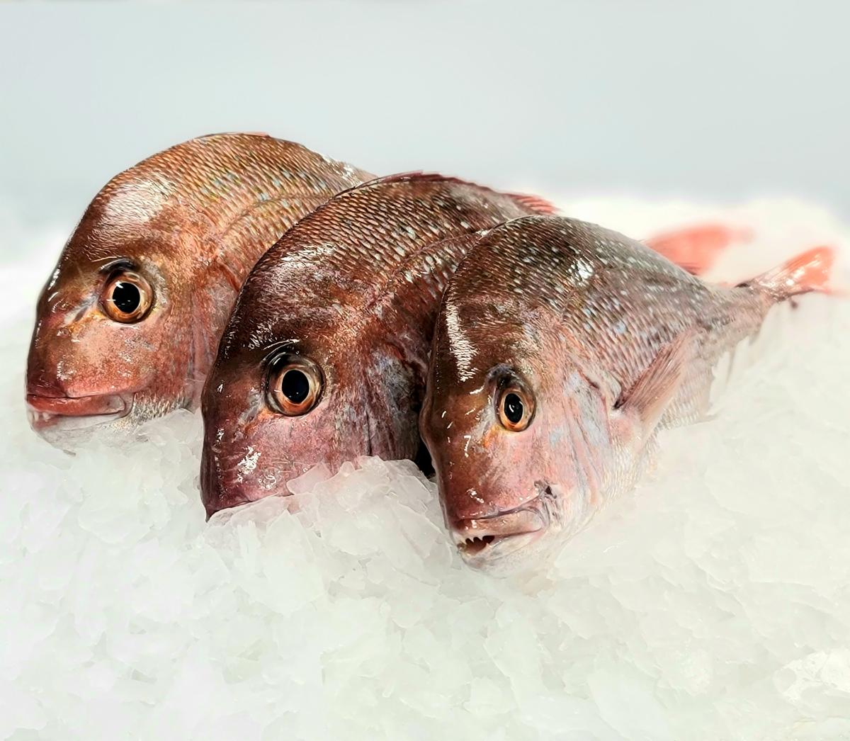 New Zealand Pacific Red Snapper, Whole