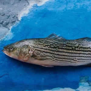 Bass Striped, Mexico (5 lb whole fish) - Royal Hawaiian Seafood